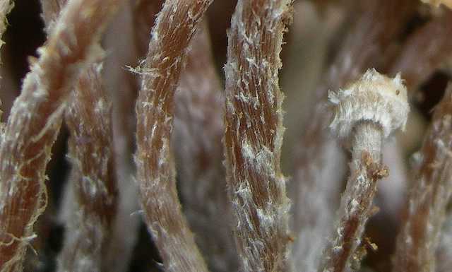 Tubaria conspersa    (Pers.)    Fayod